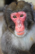 Japanese Macaque