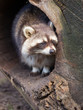 Adult raccoon at his nest