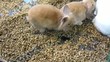 rabbit