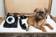 canvas print picture - Please call me