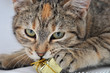 Kitten look