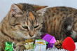 Kitten with presents