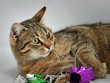 Cat and presents