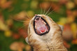 Cat yawn