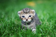 Kitten in green