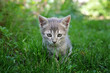 Kitten in the green background