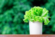 lettuce