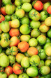 Photo: green tomato green tomato