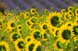 Photo: Lavendel und Sonnenblumen - lavender and sunflowers 07 Lavendel und Sonnenblumen - lavender and sunflowers 07