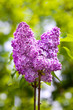 Lilac.