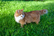 cat on grass