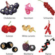 set of different berries