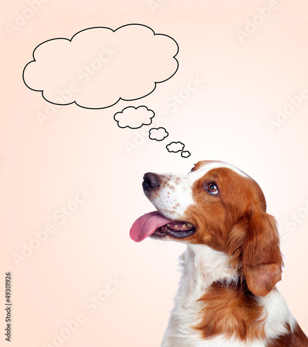 Photo: Pensive hunting dog Pensive hunting dog