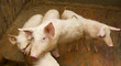 group of pigs