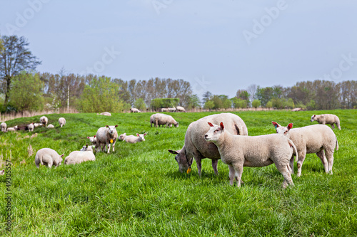Photo: sheep standing in a field... sheep standing in a field...