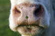 Photo: cow cow