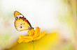 plain tiger butterfly close up