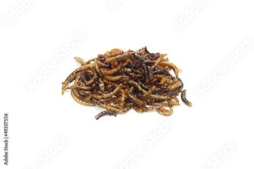 Photo: insectes comestibles insectes comestibles