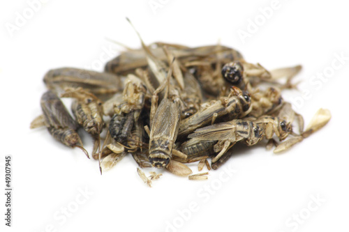 Photo: insectes comestibles insectes comestibles