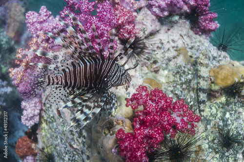Photo: Common lionfish at Lipe island Common lionfish at Lipe island