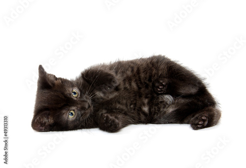 Foto: Cute black cat Cute black cat