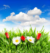 Fresh Spring Tulip And Daisy F...