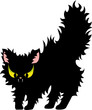 feisty cat