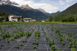 Photo: Agriculture in Switzerland. Agriculture in Switzerland.