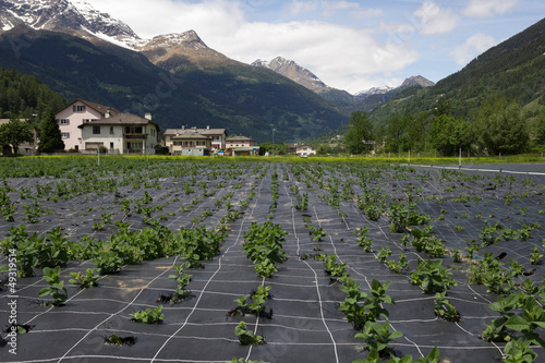 Photo: Agriculture in Switzerland. Agriculture in Switzerland.