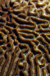close up of brain coral in ocean