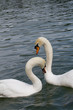 two swans in love