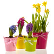 Colorful Hyacinths and daffodils