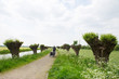 Photo: Row pollard willows and cow parsley Row pollard willows and cow parsley