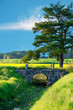 Summer landscape
