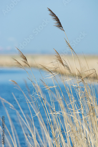 Photo: Reed in front of lake Reed in front of lake