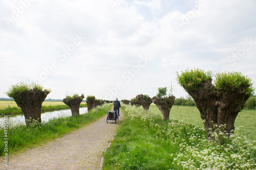 Photo: Row pollard willows and cow parsley Row pollard willows and cow parsley