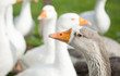 Gooses