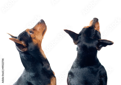 Photo: Pinscher dogs looking up Pinscher dogs looking up