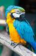 parrot