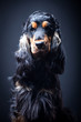 Portrait of a purebred english cocker in a studio
