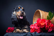 Portrait of a purebred english cocker in a studio