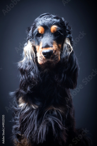 Photo: Portrait of a purebred english cocker in a studio Portrait of a purebred english cocker in a studio