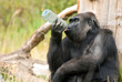 gorilla drinking