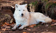Photo: Arctic Wolf Looking at the Camera Arctic Wolf Looking at the Camera