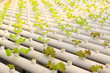 lettuce cultivation celery in a greenhouse, north china
