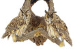 Waldohreule (Asio otus)