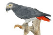Graupapagei (Psittacus erithacus) freigestellt