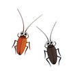 cockroaches