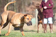 Photo: Boerboel Boerboel