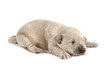 Foto: gold retriver dog (baby) gold retriver dog (baby)